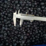 Blueberries 3