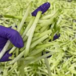 Chayote 5