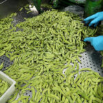 Edamame 2